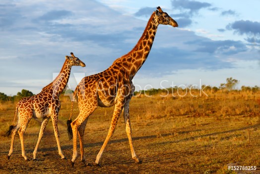 Picture of Giraffe with calf in the Masai Mara National Reserve in Kenya